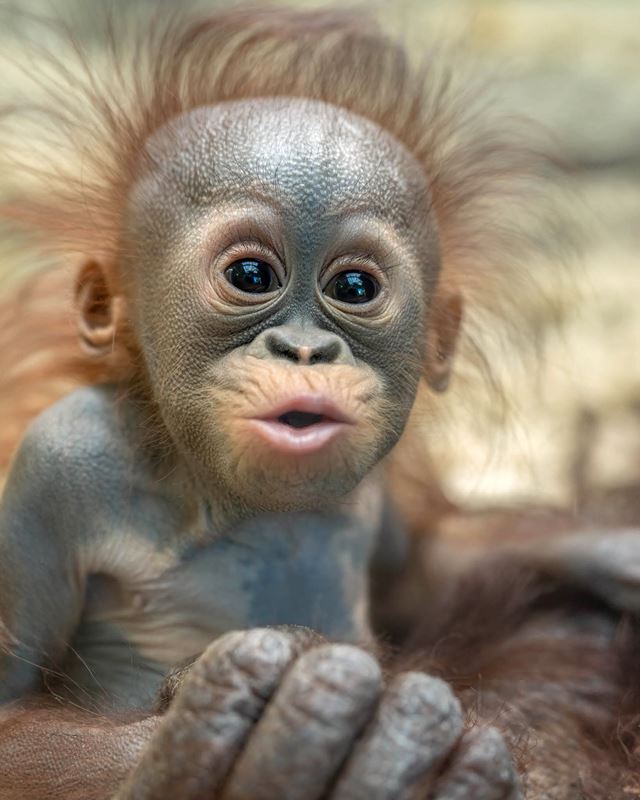 monkey at the zoo